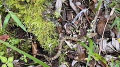 Trimeresurus gracilis