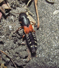 Platydracus stercorarius