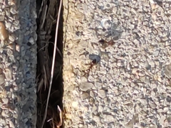 Tetramorium bicarinatum