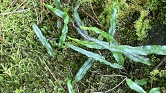 Lepisorus monilisorus