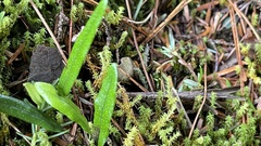 Lepisorus monilisorus