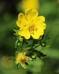Potentilla cryptotaeniae