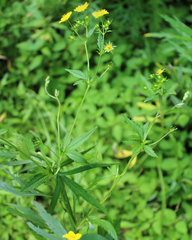 Potentilla cryptotaeniae