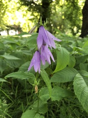 Campanula rapunculoides