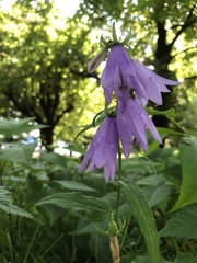 Campanula rapunculoides