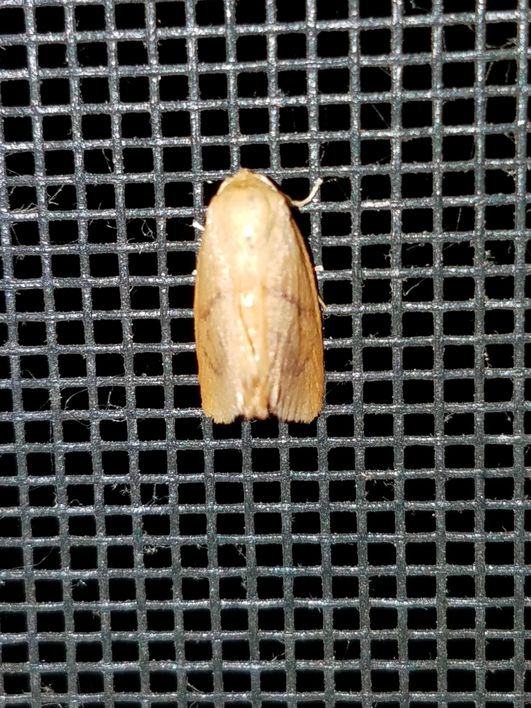 Abbreviated Button Slug Moth from Mountainhome, PA, USA on July 22 ...