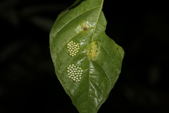 Hyalinobatrachium valerioi image