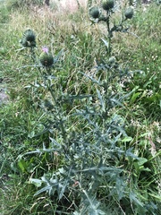 Cirsium vulgare