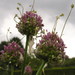 Babington's Leek - Photo (c) Anna, some rights reserved (CC BY-NC)