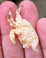 Pachygrapsus plicatus