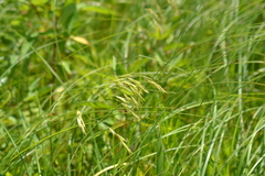 Bromus kalmii