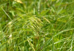 Bromus kalmii