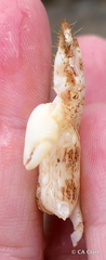 Pachygrapsus plicatus