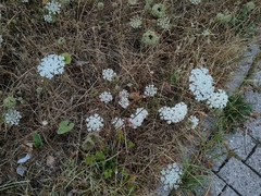 Daucus carota