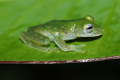 Teratohyla pulverata