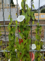 Calystegia sepium