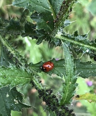 Coccinella septempunctata