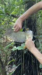 Micrastur gilvicollis