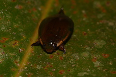 Megadytes