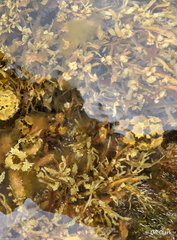 Sargassum aquifolium