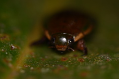 Megadytes
