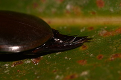Megadytes