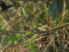 Knipolegus aterrimus