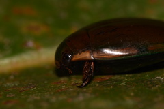 Megadytes