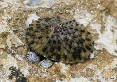 Cellana