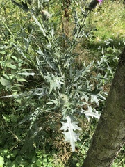 Cirsium vulgare