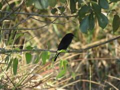 Knipolegus aterrimus