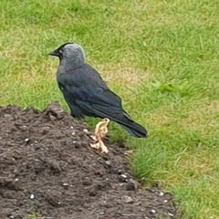 Corvus monedula