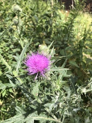 Cirsium vulgare