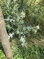 Cirsium vulgare