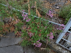 Chamaenerion angustifolium