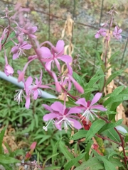 Chamaenerion angustifolium