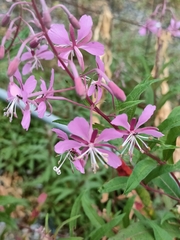 Chamaenerion angustifolium