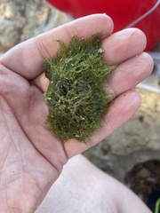 Cladophora prolifera