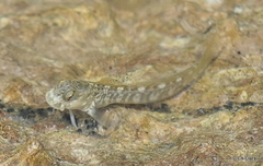 Istiblennius zebra