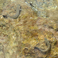 Istiblennius zebra