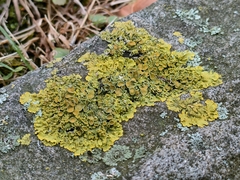 Xanthoria parietina