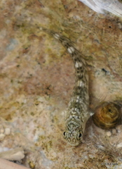 Istiblennius zebra