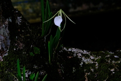 Brassavola nodosa