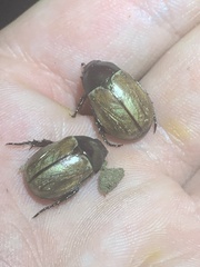 Anomala testaceipennis