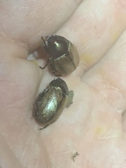 Anomala testaceipennis