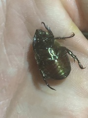 Anomala testaceipennis