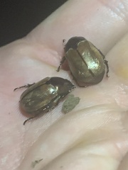 Anomala testaceipennis