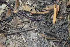 Micrurus annellatus
