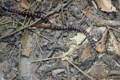 Micrurus annellatus