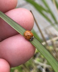 Harmonia axyridis